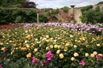 Roses at Hever Image
