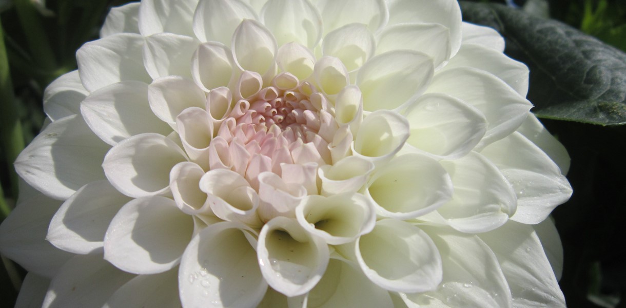 White chrysthamum Image