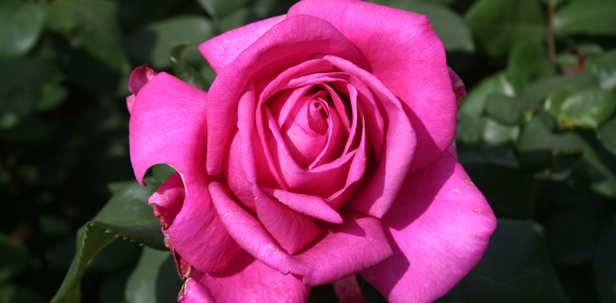 Rose garden Image