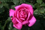 Rose garden Image