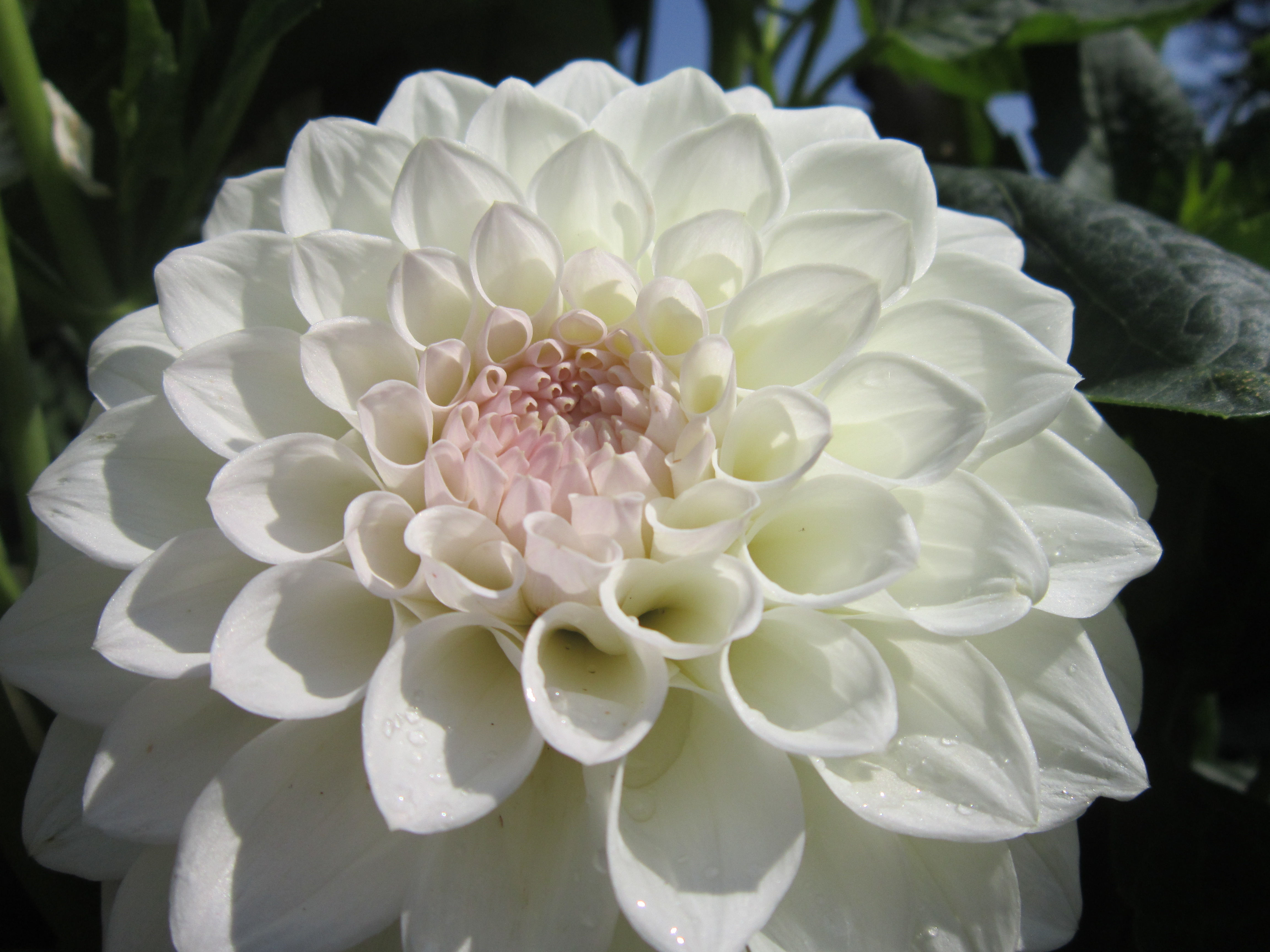 White chrysthamum Image