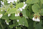 Honey bee Image